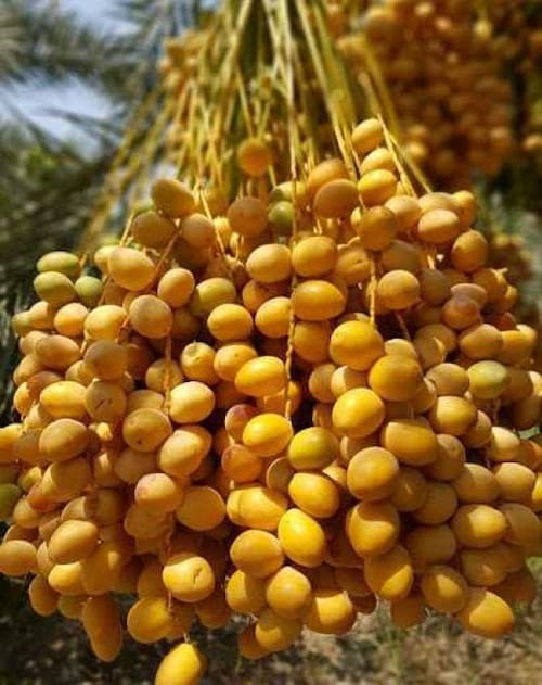 تصویر 3 از قیمت خرید خرمای برحی با فروش عمده